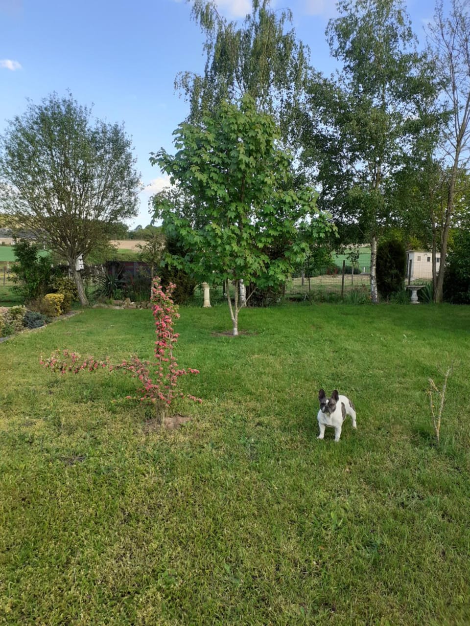 Pets, Garden view