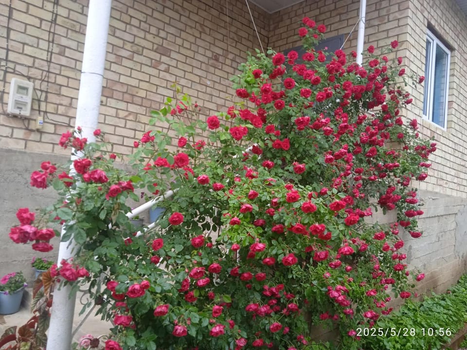 Guest house Kyzyl alma Bed and Breakfast in Europe
