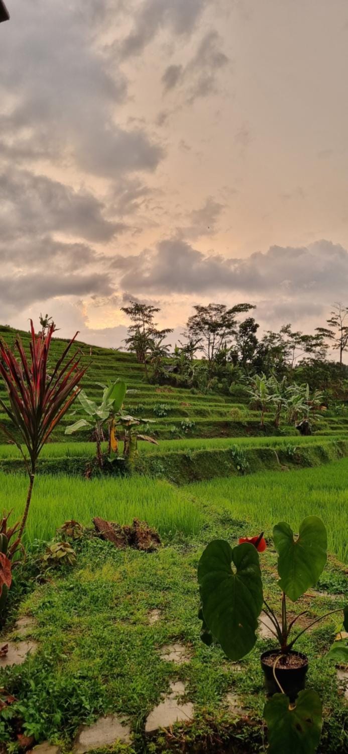Day, Natural landscape, Garden view
