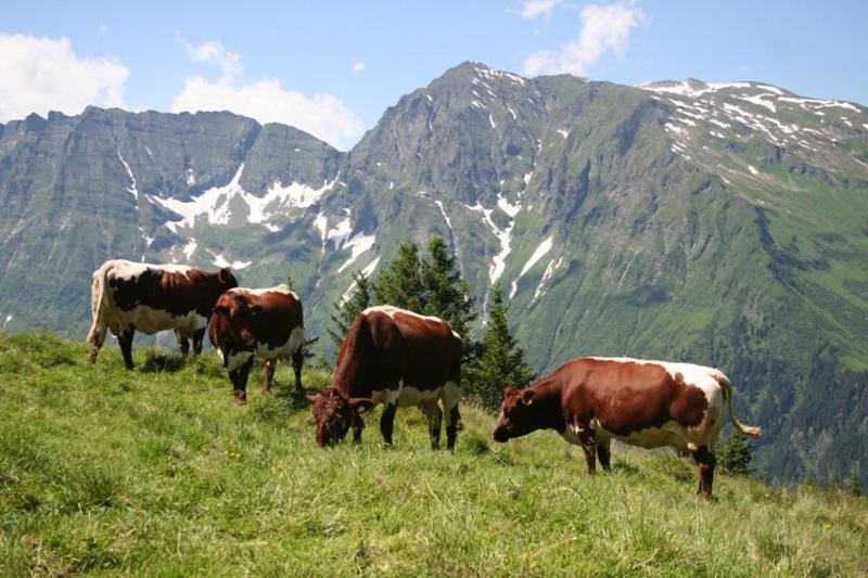 Schiederhof Farm Stay in Salzburgerland