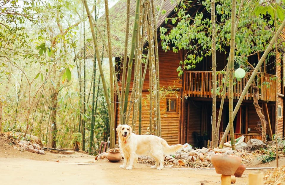 Pets, pet friendly