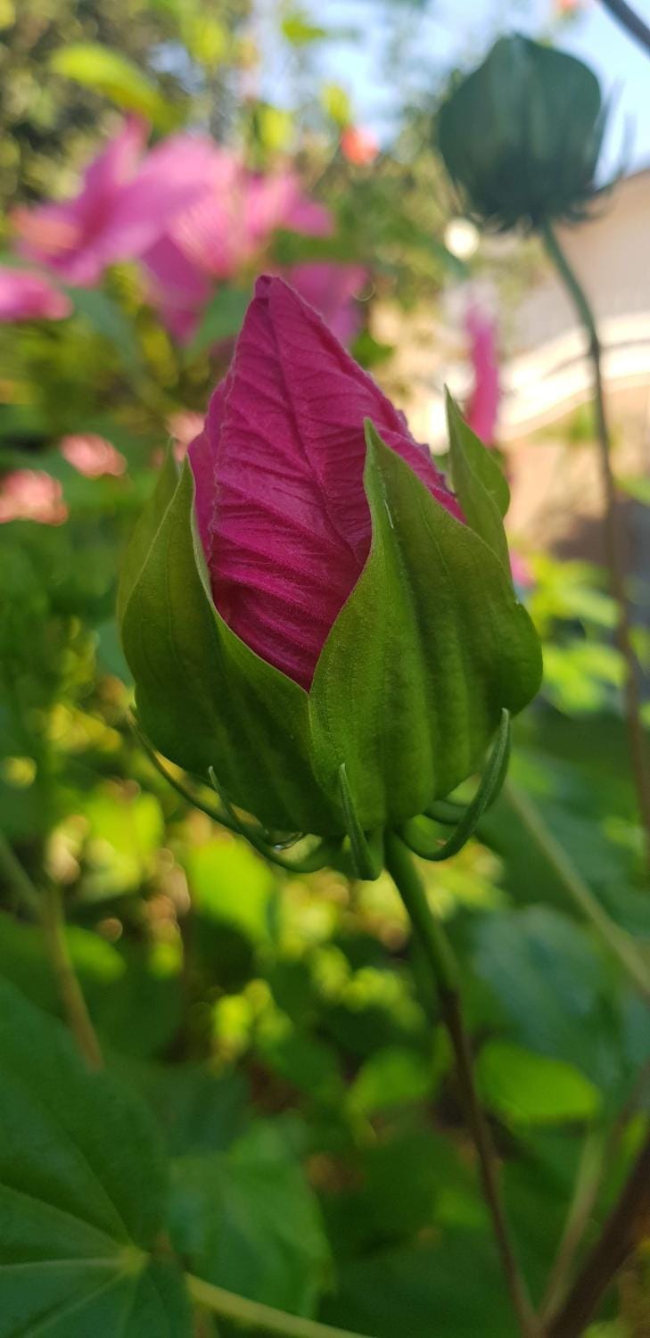 Villa Lidia Villa in Sabaudia