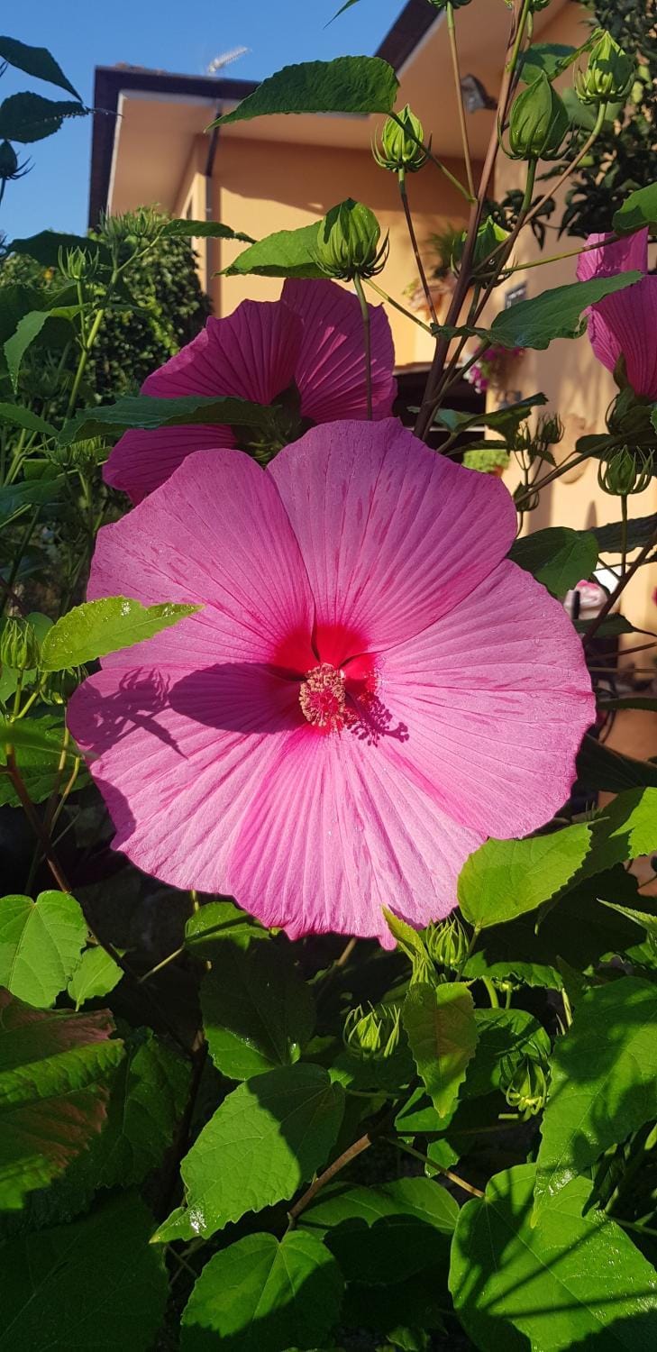 Villa Lidia Villa in Sabaudia