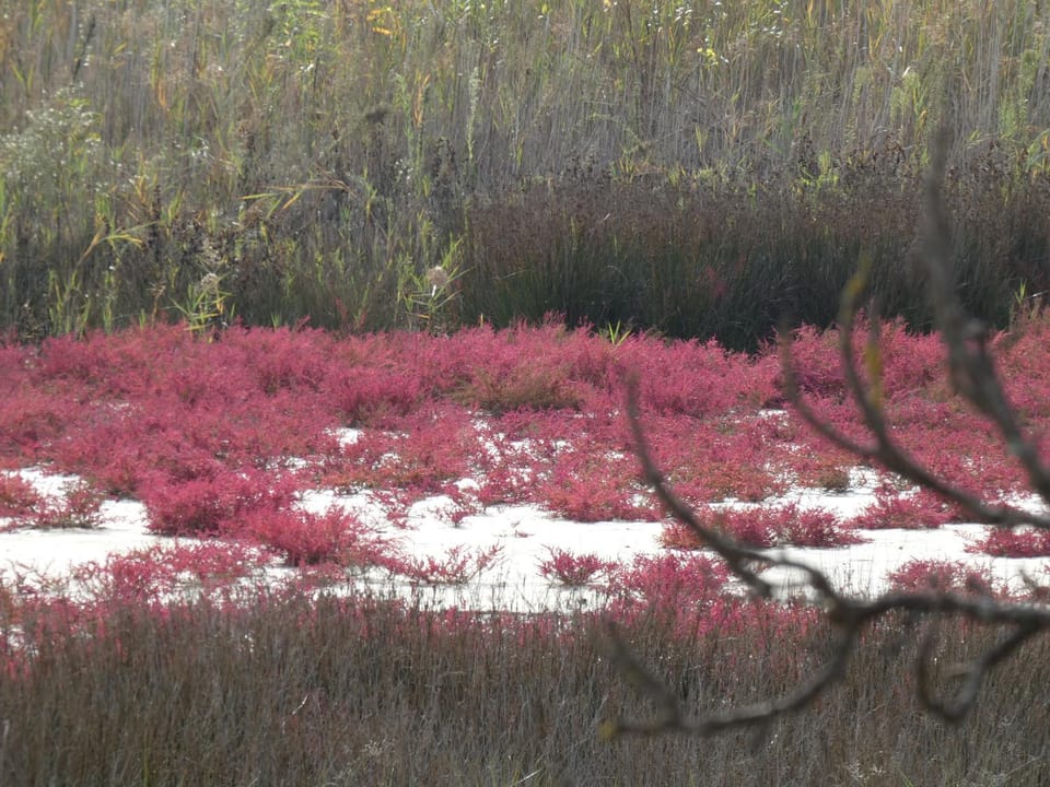 Spring, Natural landscape