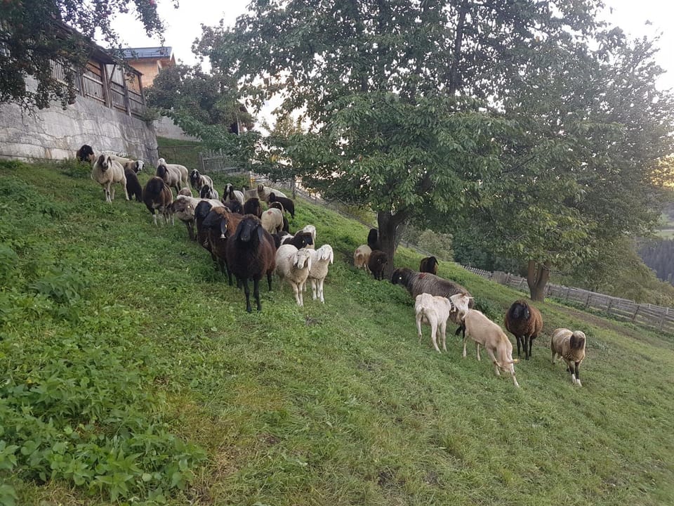 Animals