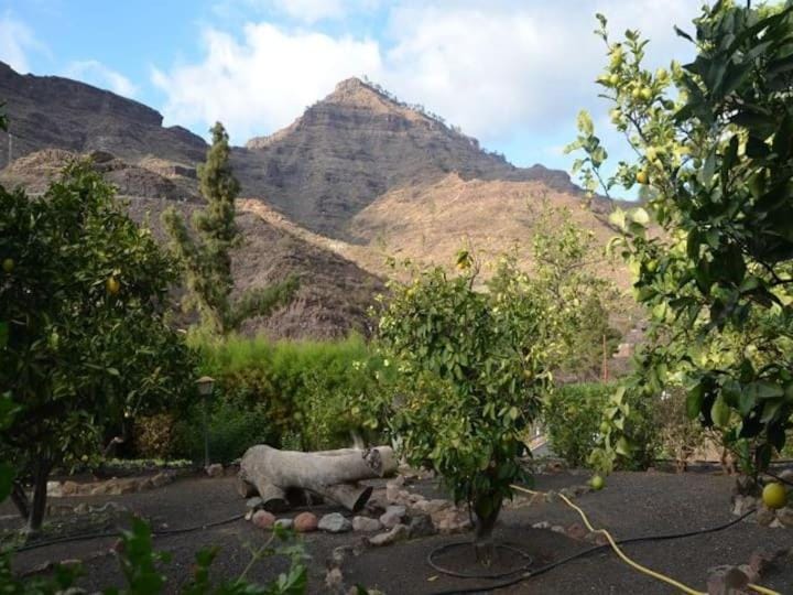 Garden, Mountain view