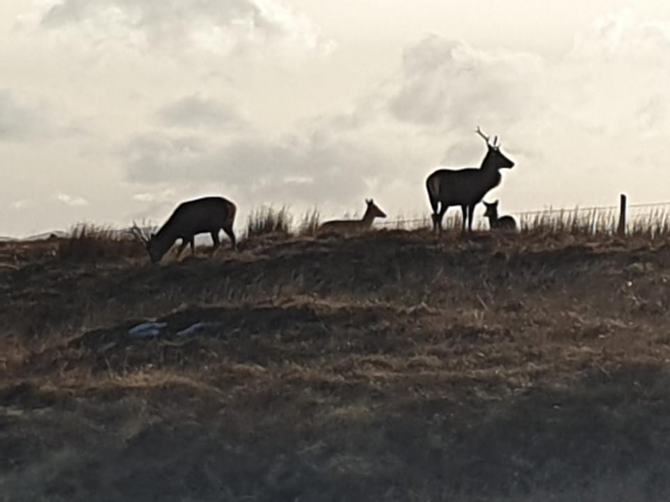 View (from property/room), Animals