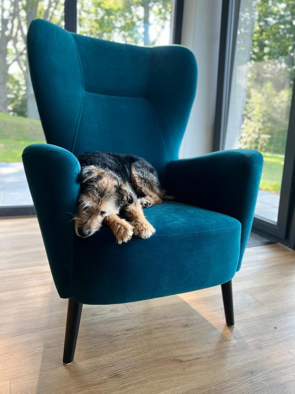 Living room, Seating area, Pets