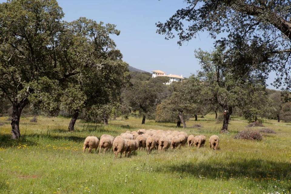 Cortijo Los Lomillos - La Encina House in Extremadura, Spain