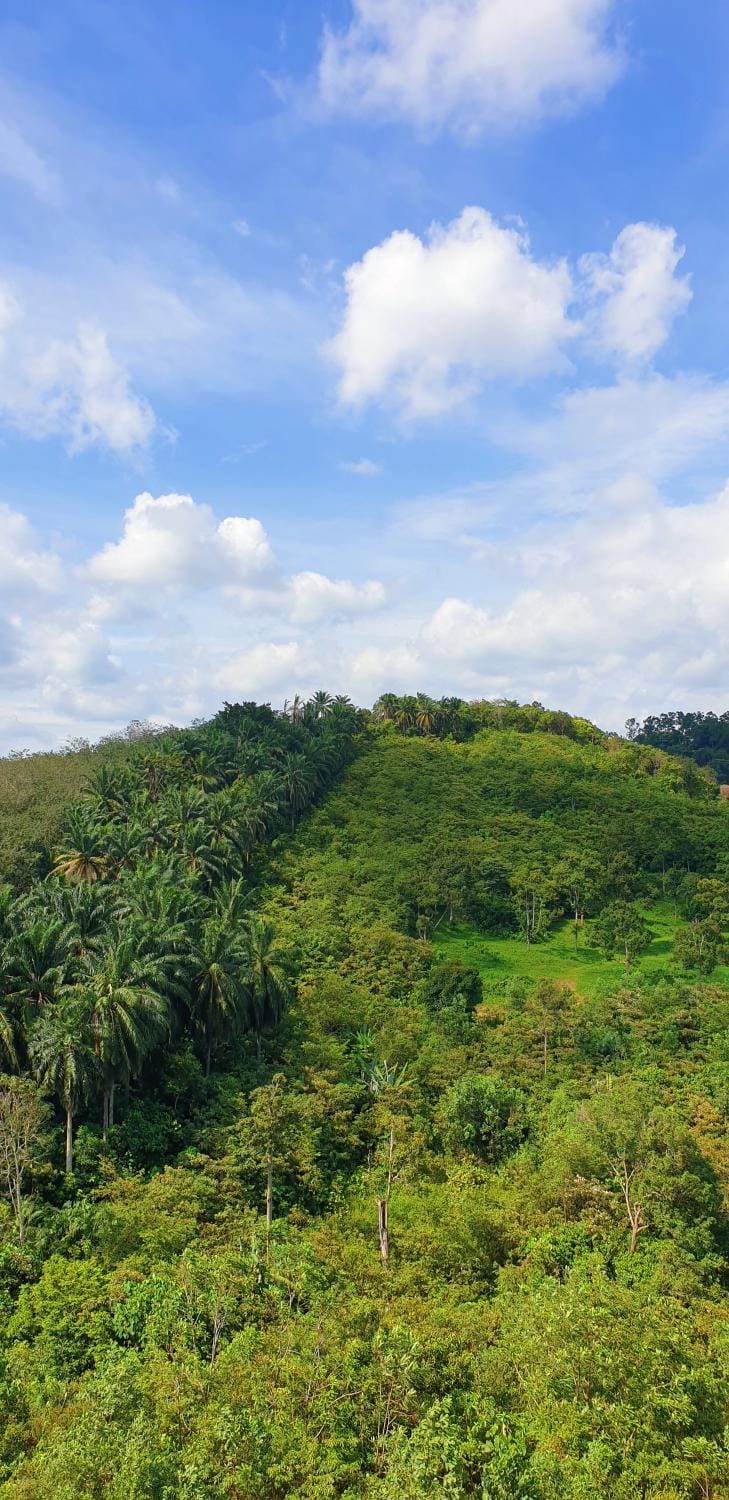 Garden, Mountain view