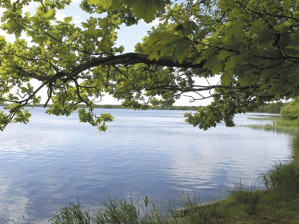 Lake view