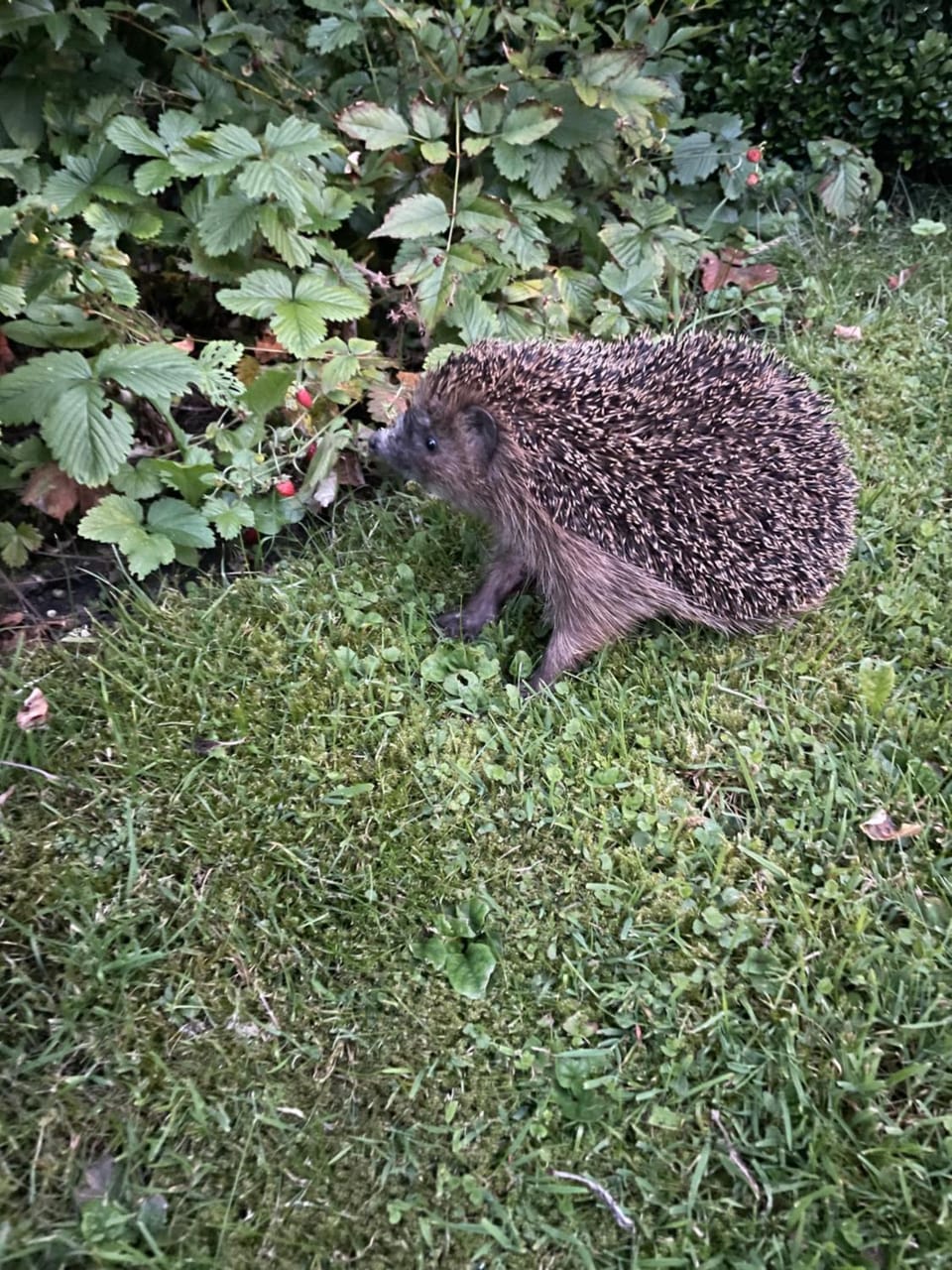 Animals