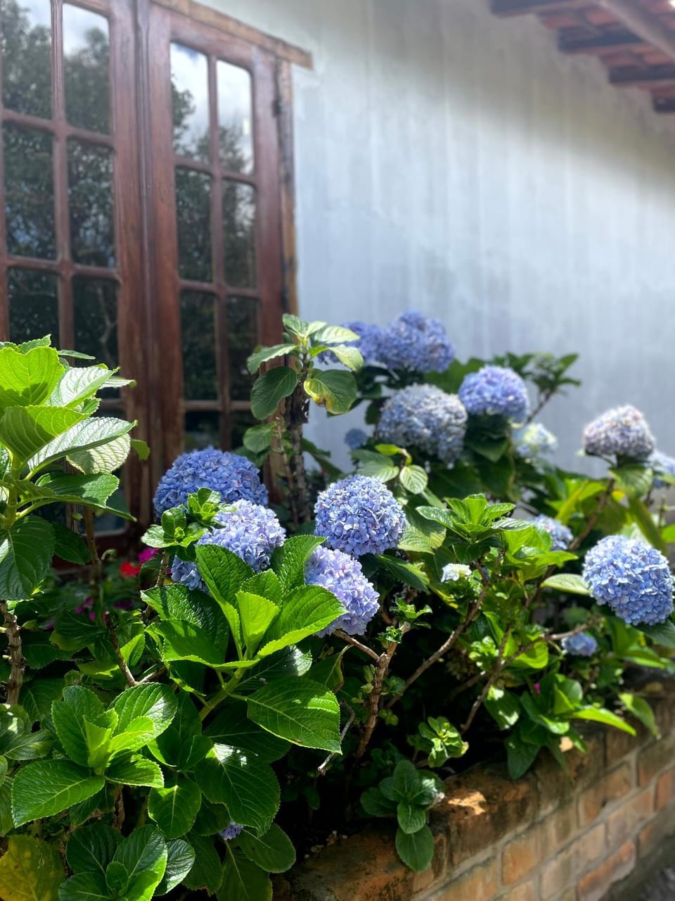 Day, Garden, Garden view