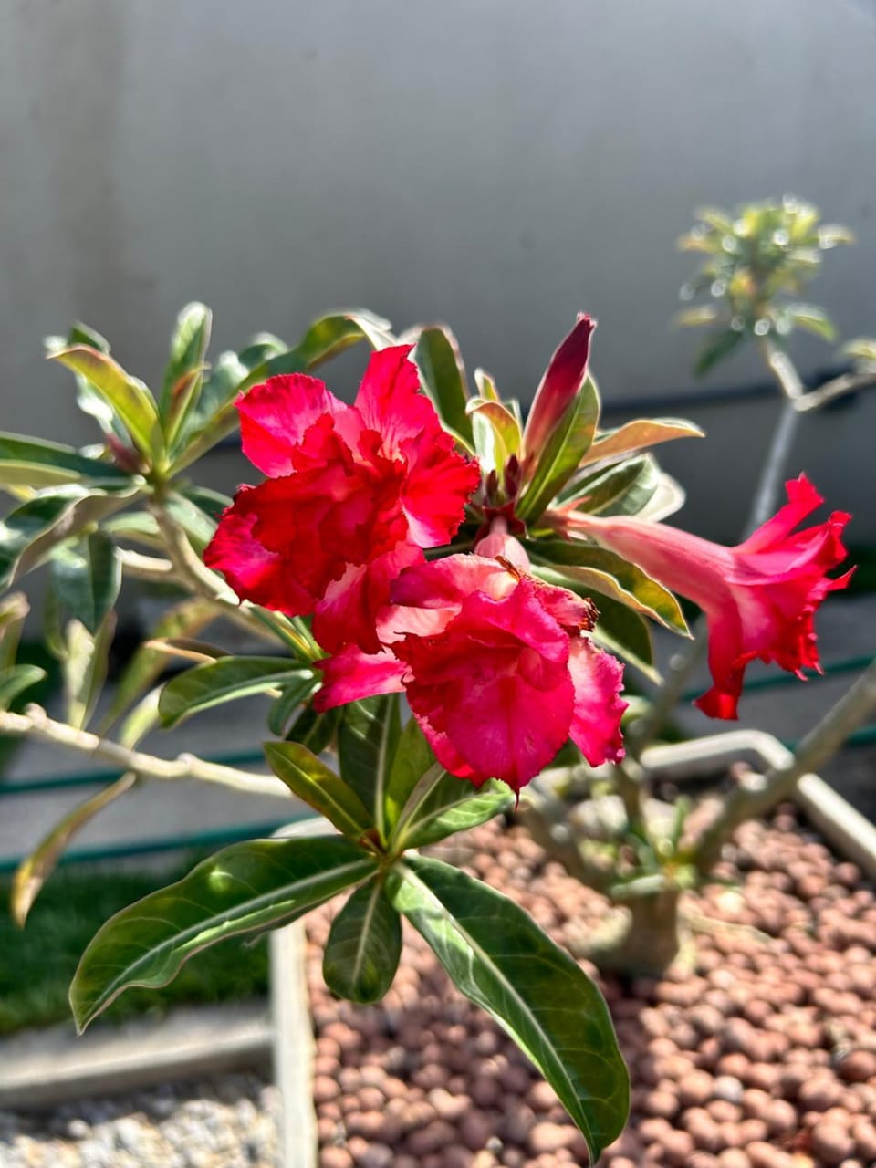 Spring, Day, Garden view