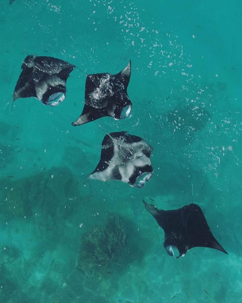 Natural landscape, Snorkeling, Animals