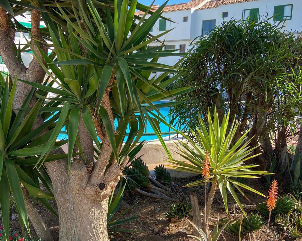 Garden, Garden view, Pool view, Swimming pool