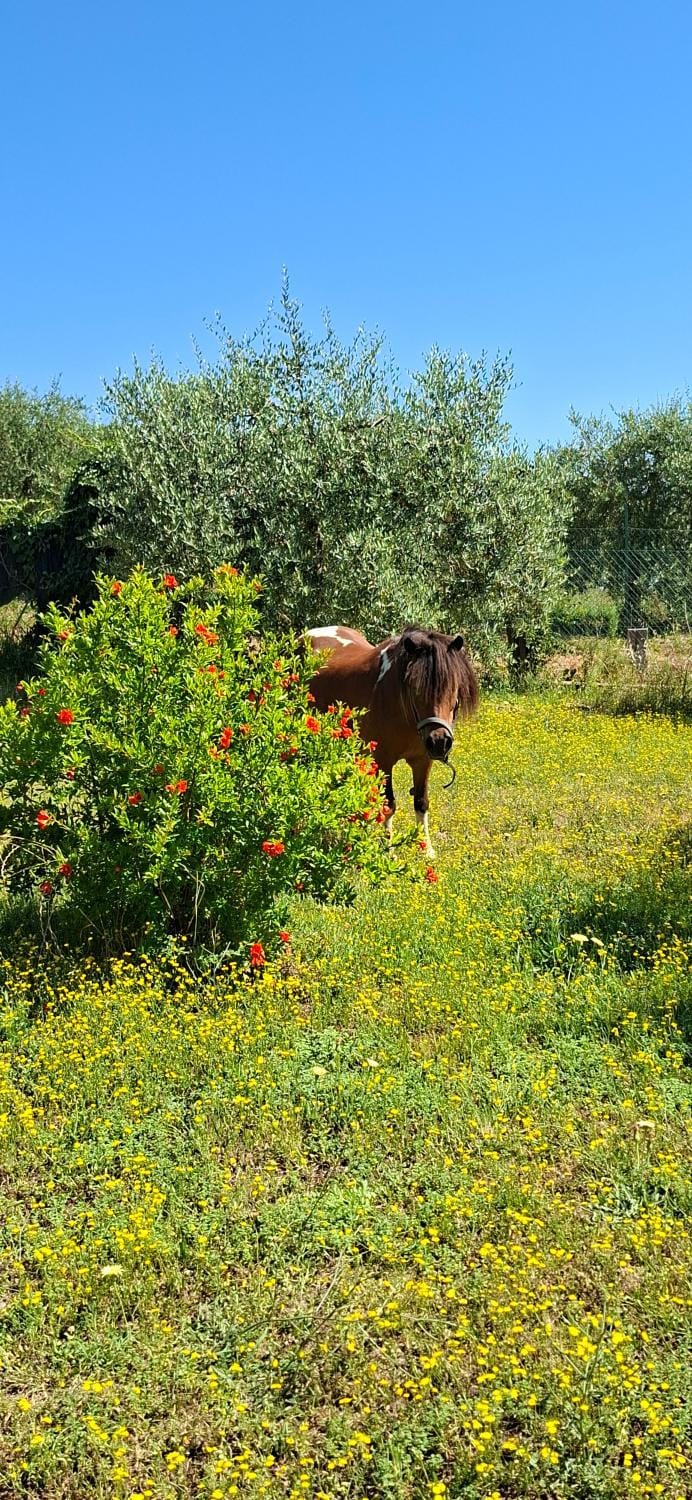 L'oca Nera Apartment in Umbria