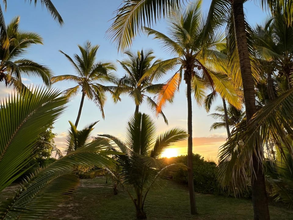 Garden, Sunset