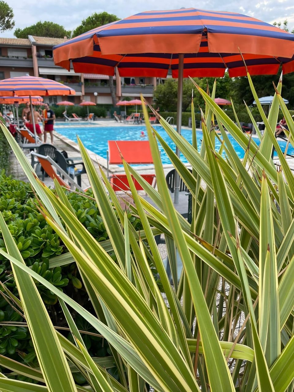 Day, Garden, Garden view, Pool view, Swimming pool