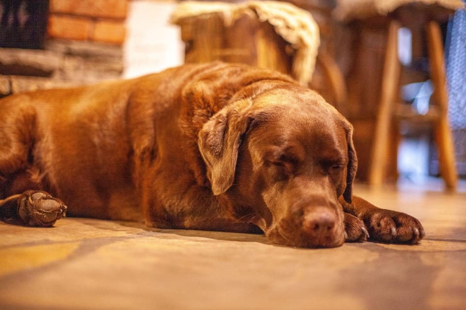 Property building, Animals, Pets, flat iron
