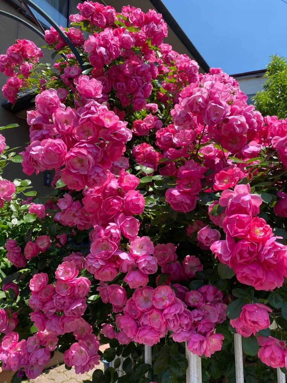 Garden, Garden view