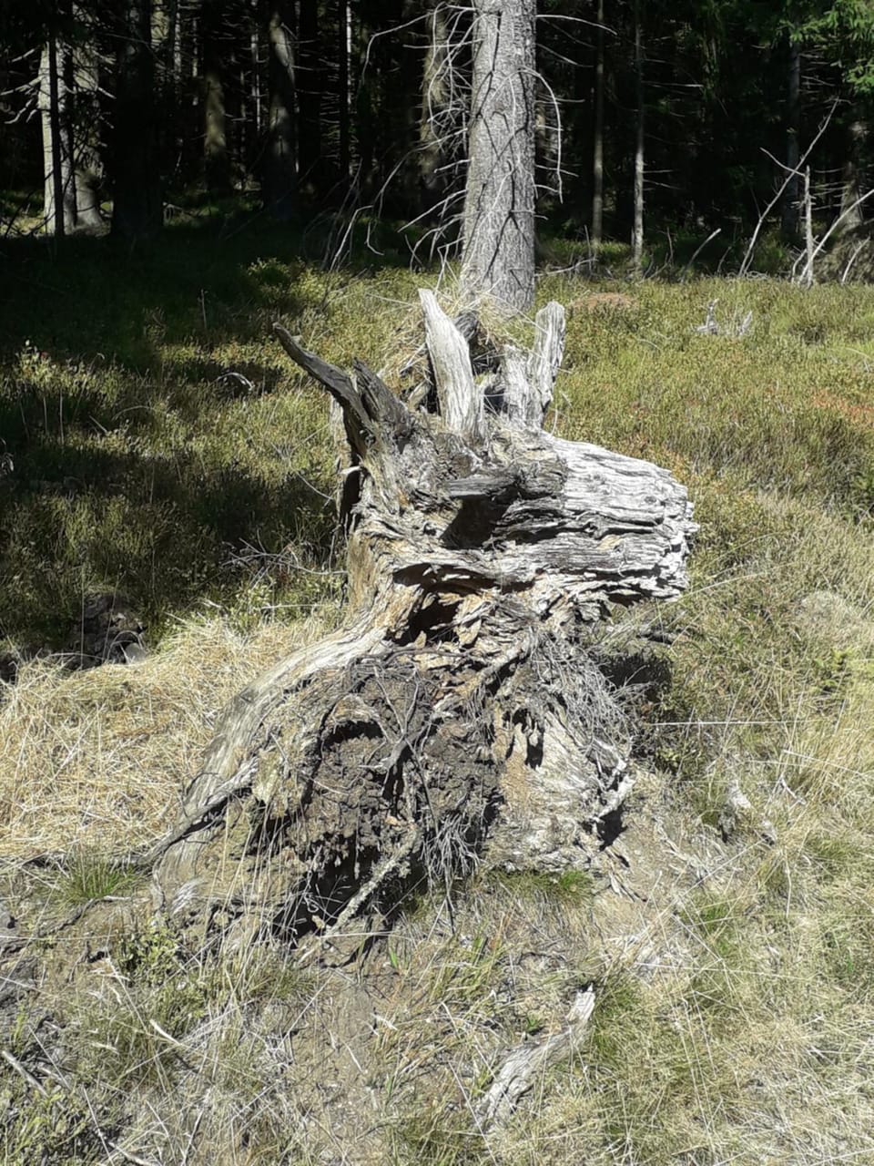 Natural landscape