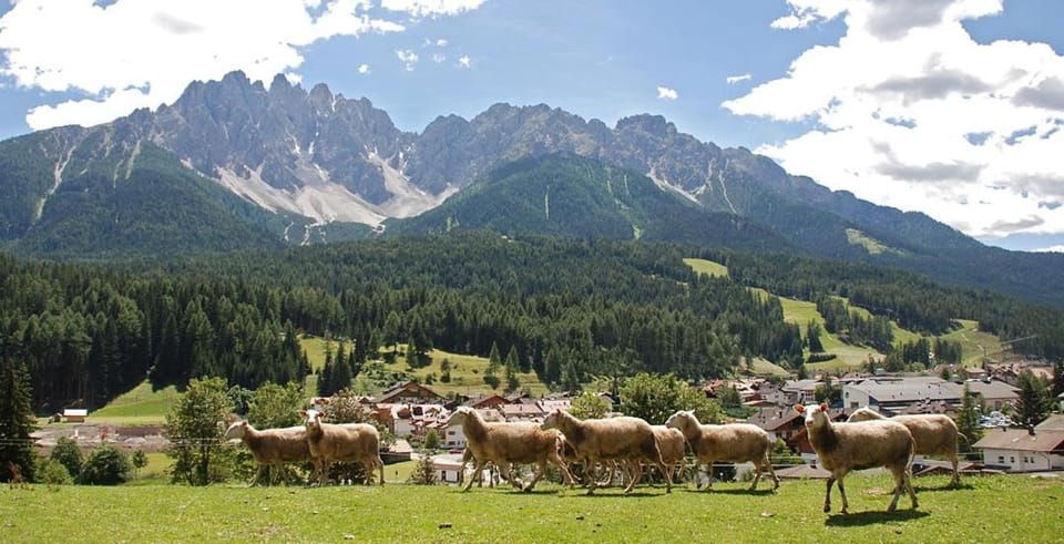 Natural landscape, Animals, Mountain view