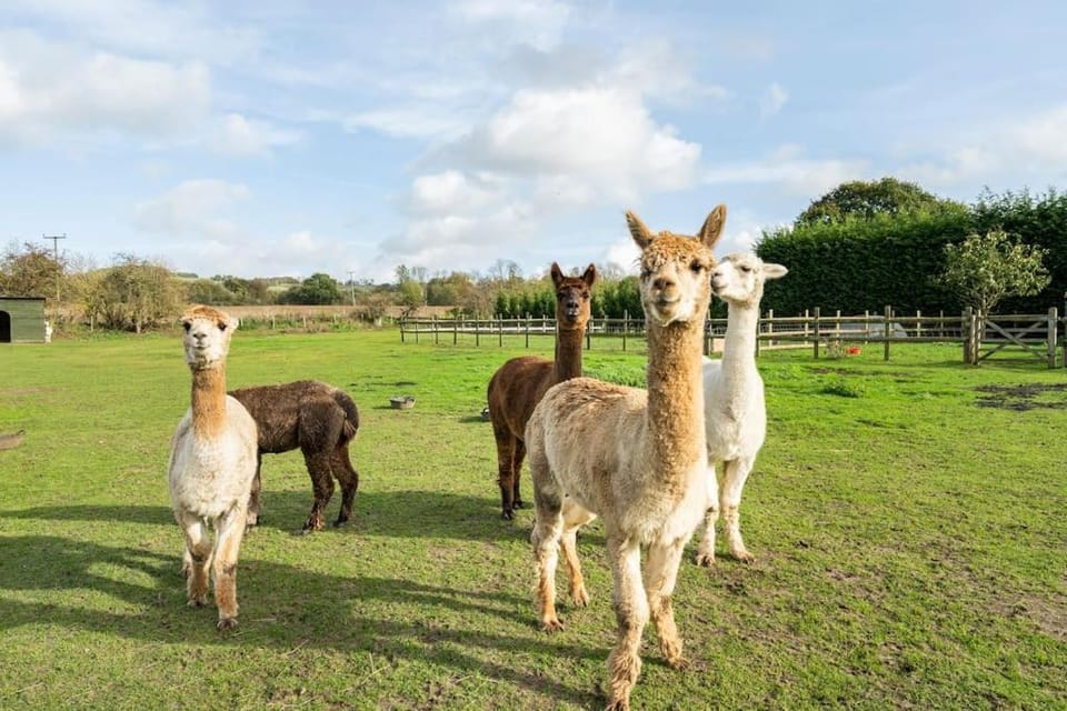 Animals, On site
