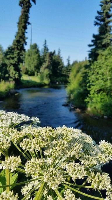 Moose Meadows- Near the airport, centrally located Apartment in Anchorage