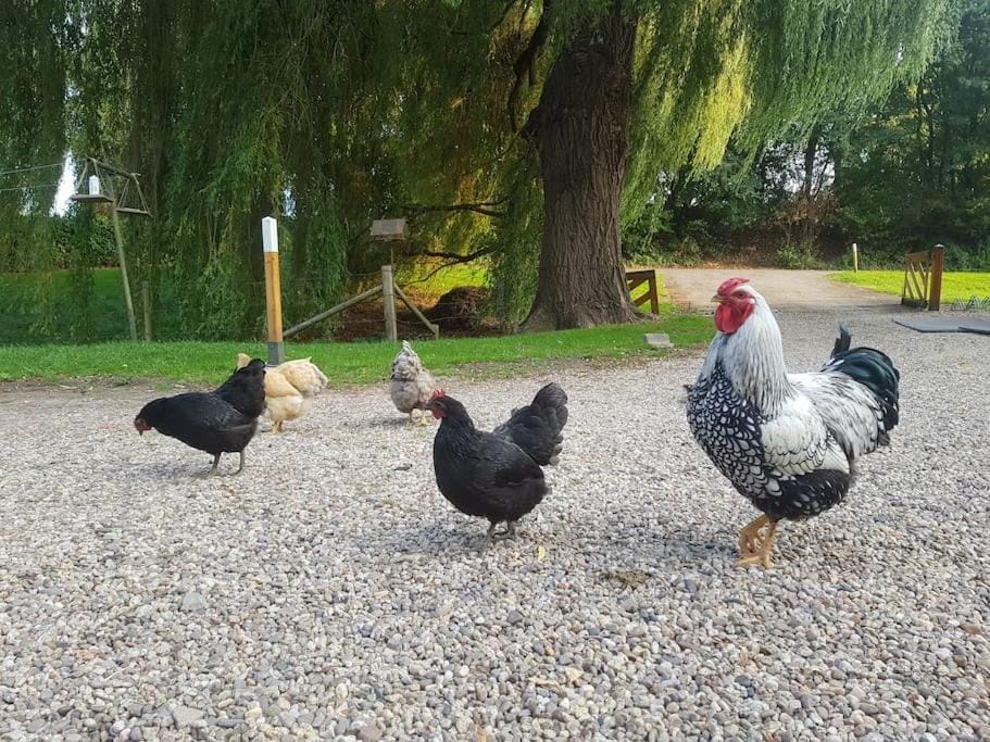 Animals