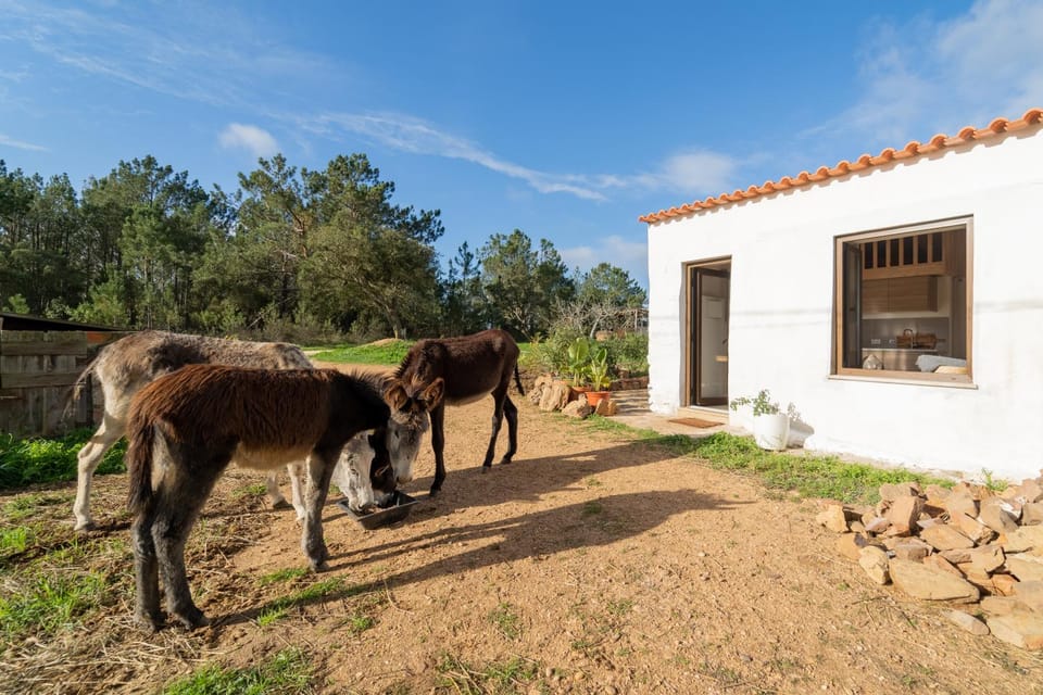 Casa da Paz Apartment in Faro District