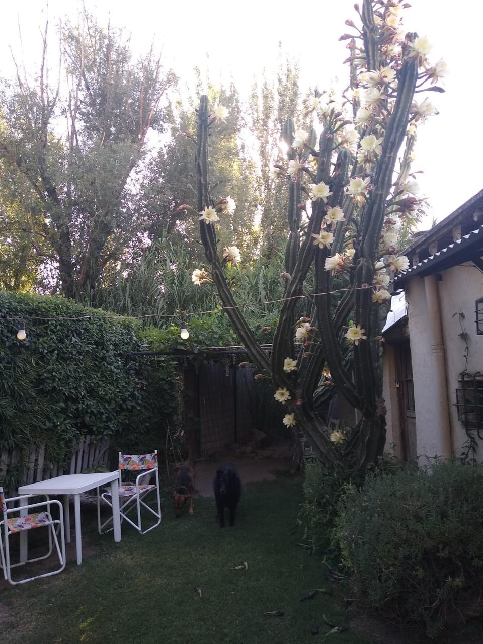 Garden view