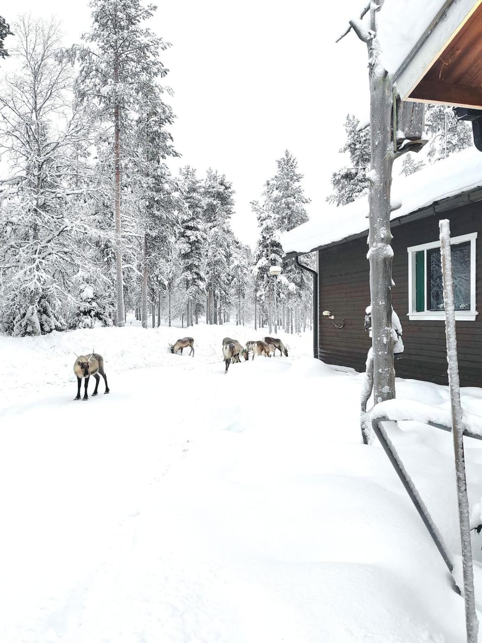 Aurora Cabin Cabin in Lapland