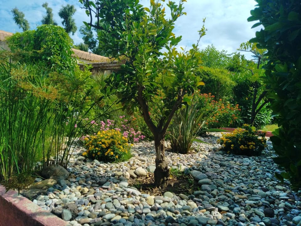 Natural landscape, Garden, Garden view