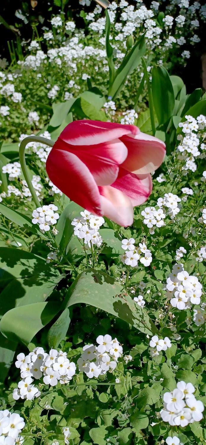 Spring, Garden