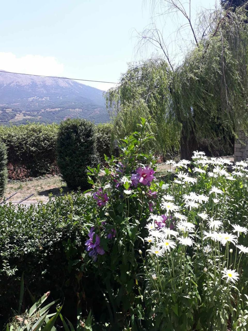 Natural landscape, Garden, Garden view, Inner courtyard view