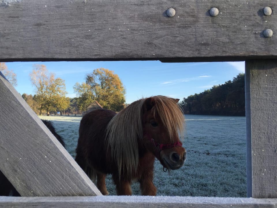 View (from property/room), Animals