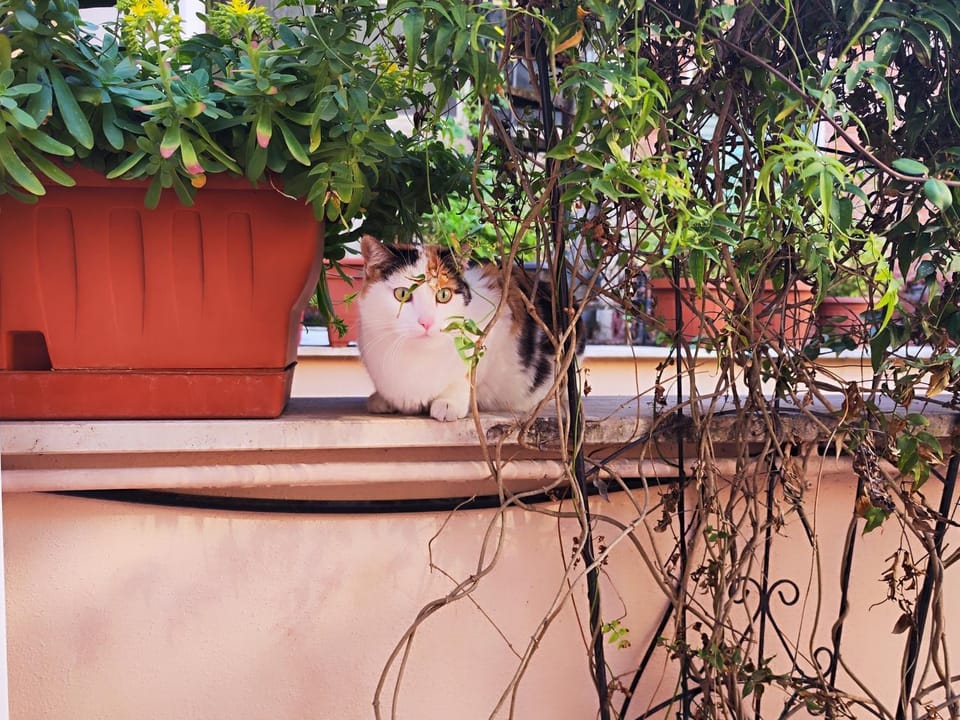 Garden, Balcony/Terrace, Pets