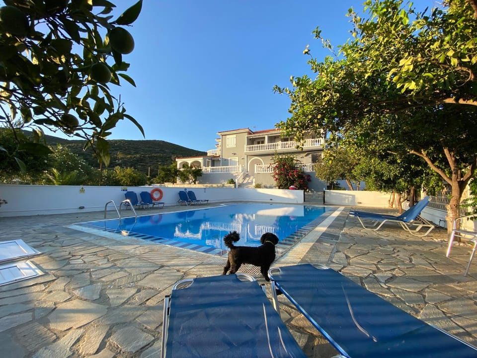 Pets, Swimming pool, sunbed