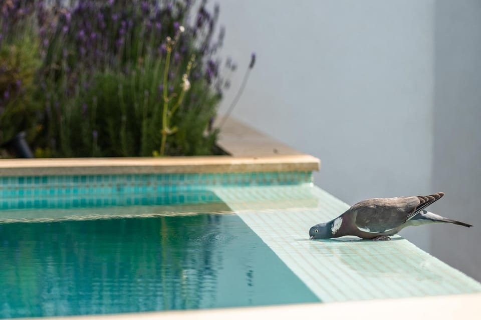 Day, Pool view, Swimming pool