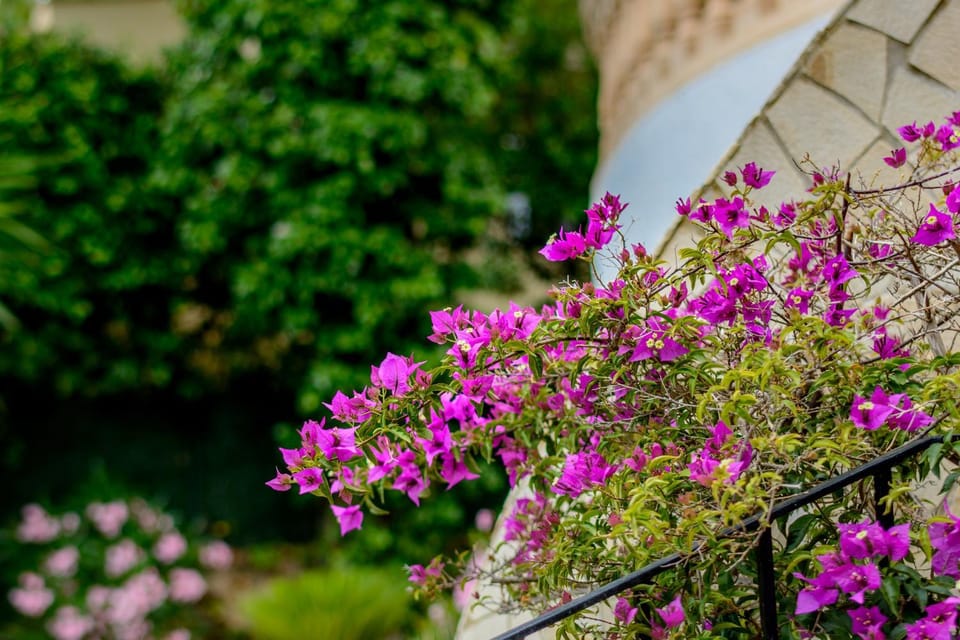 Garden, Garden view
