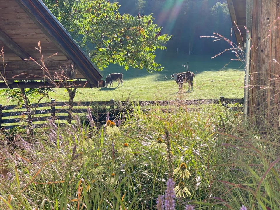 Day, Natural landscape, Garden, Animals