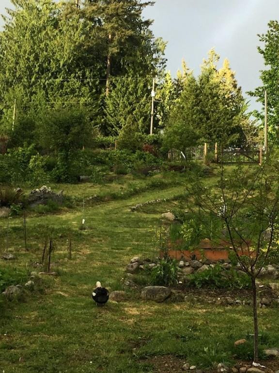 Natural landscape, Garden, Garden view