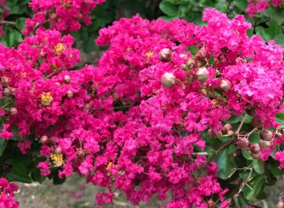 Spring, Garden, Garden view