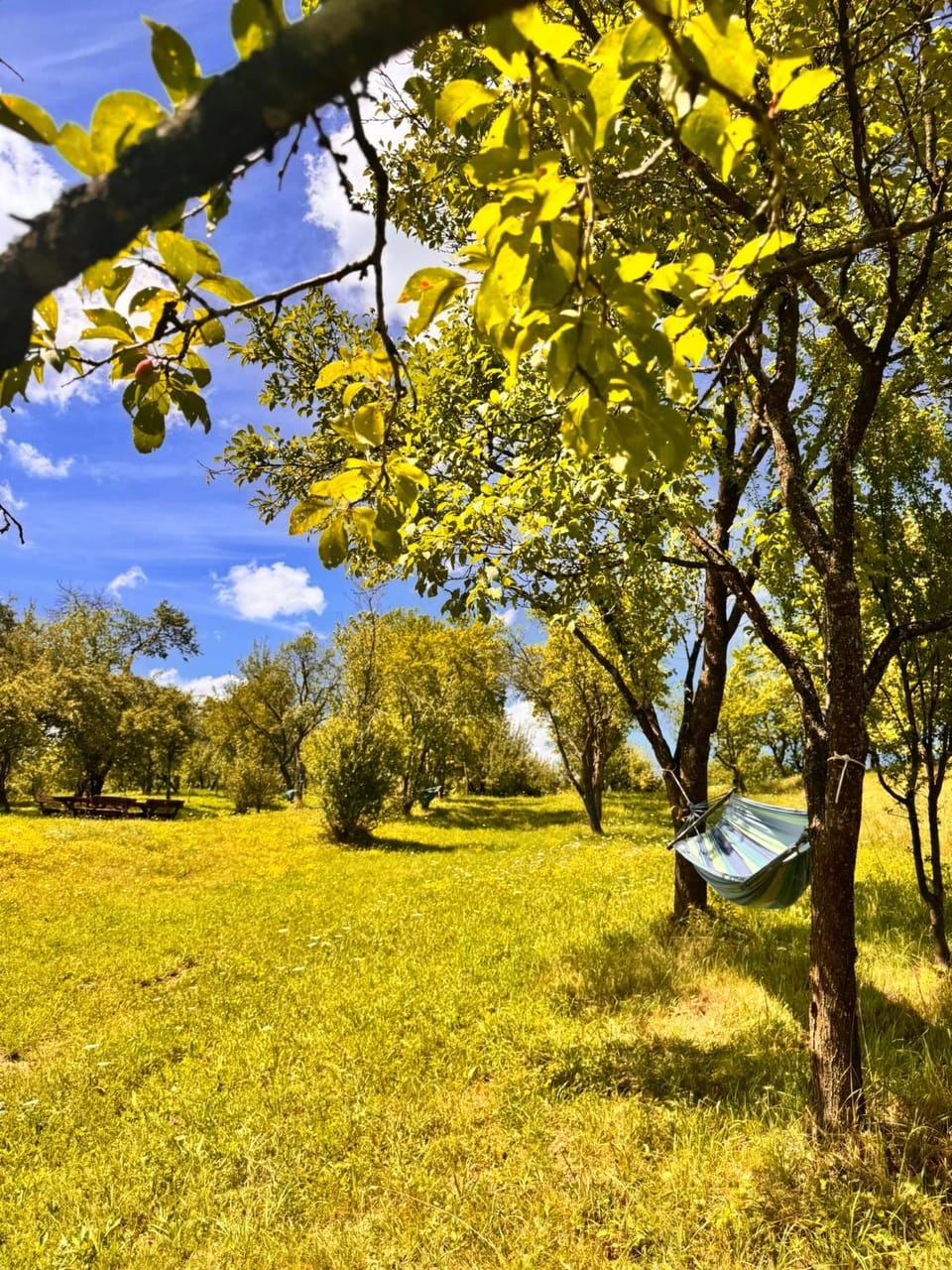 Spring, Day, Natural landscape, Garden, Garden view