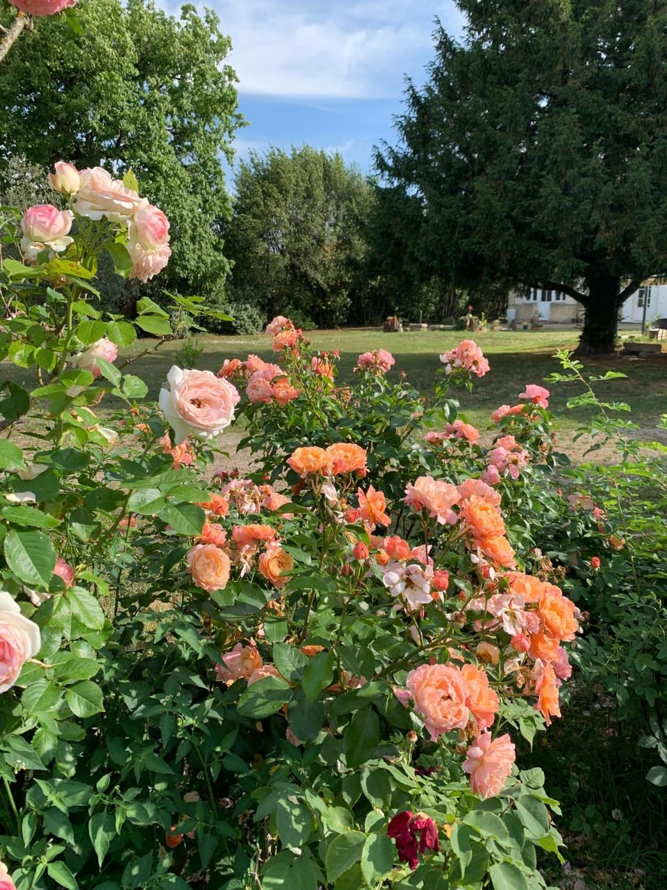 Garden view