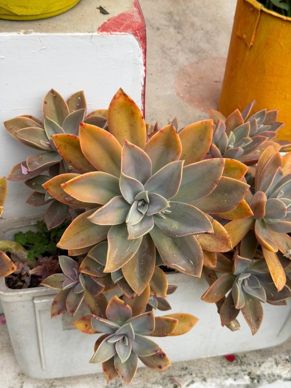 Decorative detail