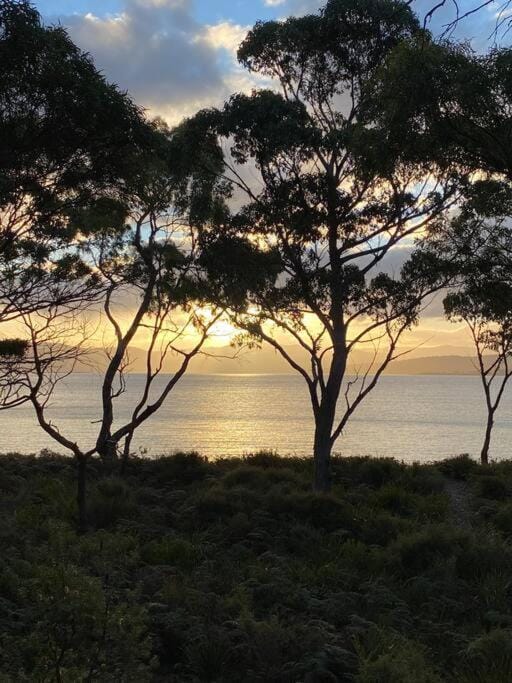 Periwinkle at Great Bay Chalet in Tasmania