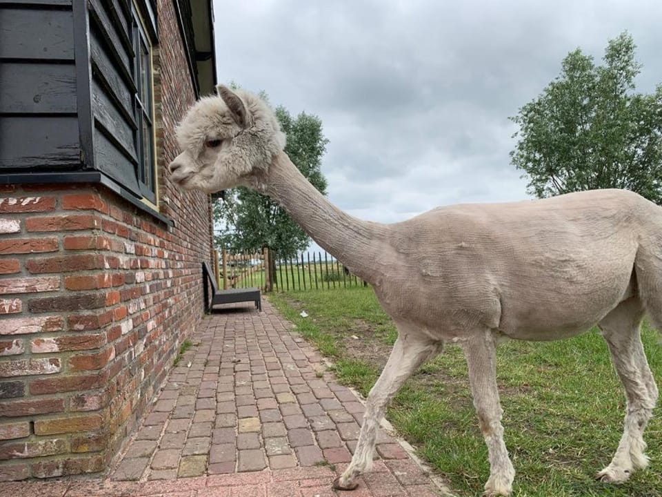 Wellness tussen loslopende alpacas Villa in Flevoland, Netherlands