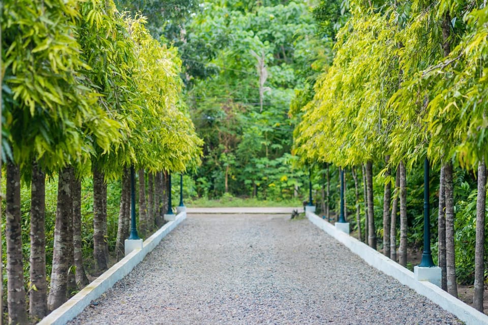 Garden view